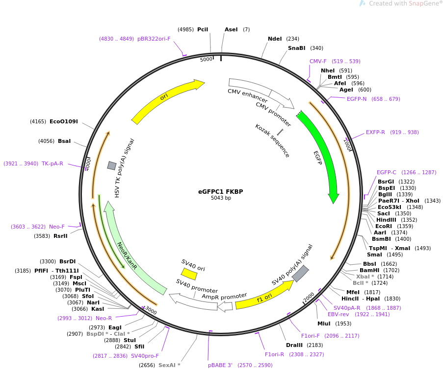 eGFPC1 FKBP质粒图谱